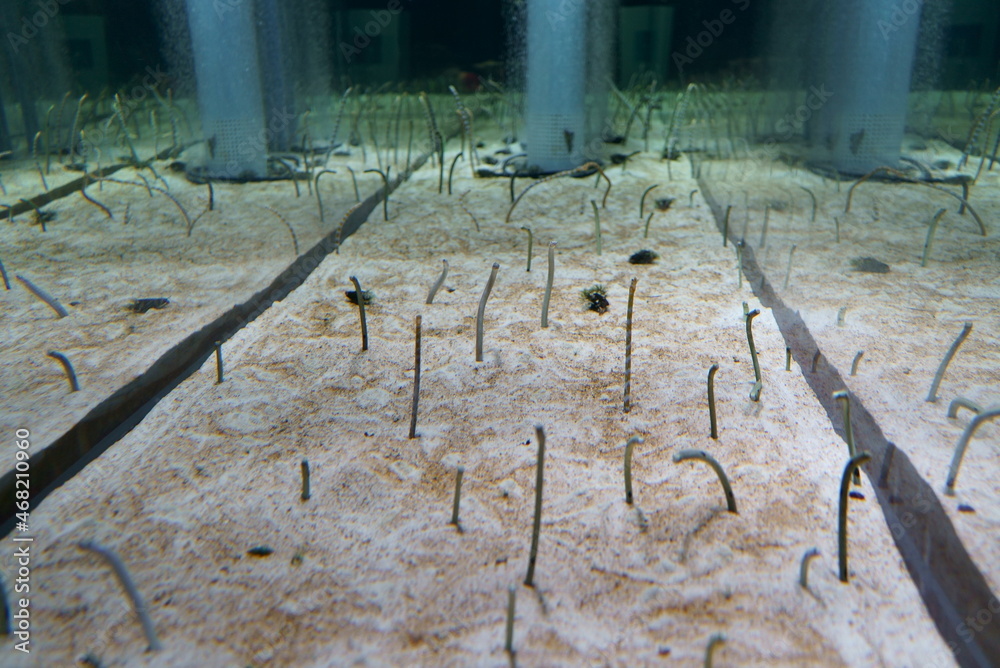 Poster Spotted garden eel in the aquarium	