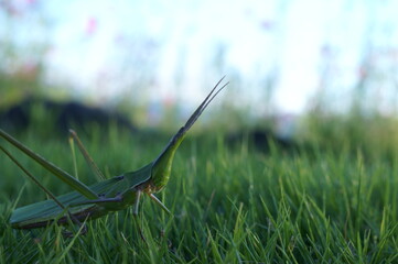 A grasshopper native to Japan that lives in grasslands	