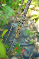 Pest control, gypsy moth larvae