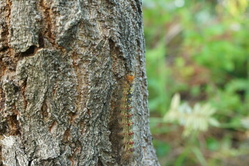 Pest control, gypsy moth larvae