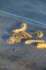 Pest control, gypsy moth larvae