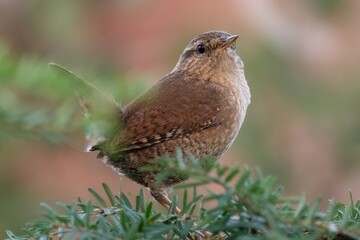 Eurasian wren (Troglodytes troglodytes) close up shot in a UK garden
