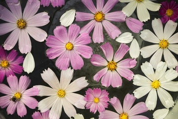 Obraz na płótnie Canvas background of beautiful daisies floating in water close-up