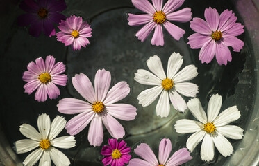 Fototapeta na wymiar background of beautiful daisies floating in water close-up