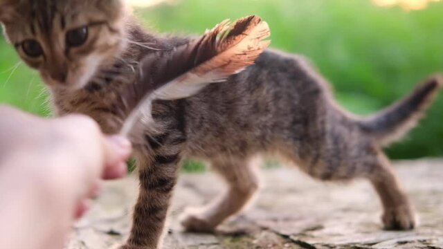 One striped tabby grey little kitten plays with a feather in female hand outdoor on a green natural background. High quality 4k footage