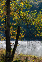 656-05 Autumn Mist