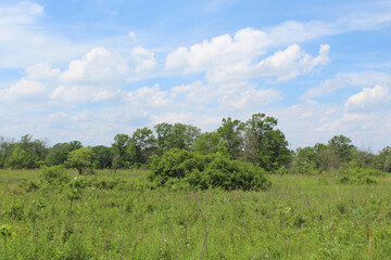 Obraz premium Green meadow with trees in the background at Somme Prairie Nature Preserve in Northbrook, Illinois