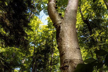 Tree reaching up to Forest Canopy - a tree is the focal point in a northern Michigan National Park in late summer.   
