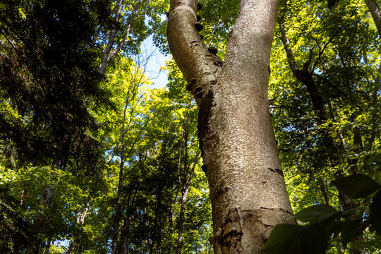 Tree reaching up to Forest Canopy - a tree is the focal point in a northern Michigan National Park in late summer.   