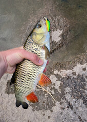 Fishermen caught a big chub and demonstrates it over rock texture