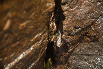 Crab's Crevice