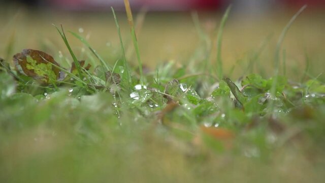 Close up of big raindrops on grass with soft focus when it's rainy and windy, handle shot some stabilized