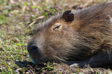 The capybara is a giant cavy rodent native to South America. It is the largest living rodent and a member of the genus Hydrochoerus.