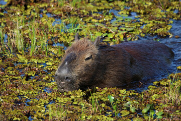 The capybara is a giant cavy rodent native to South America. It is the largest living rodent and a member of the genus Hydrochoerus.