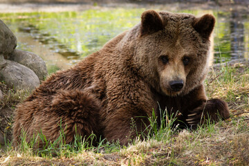 Fototapeta premium Brown bear