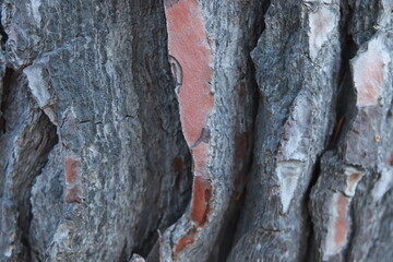 Tronco de pino 