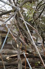A large tree in the park that fell during the typhoon.