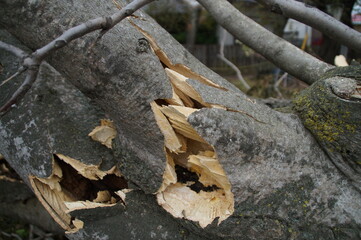 A large tree in the park that fell during the typhoon.
