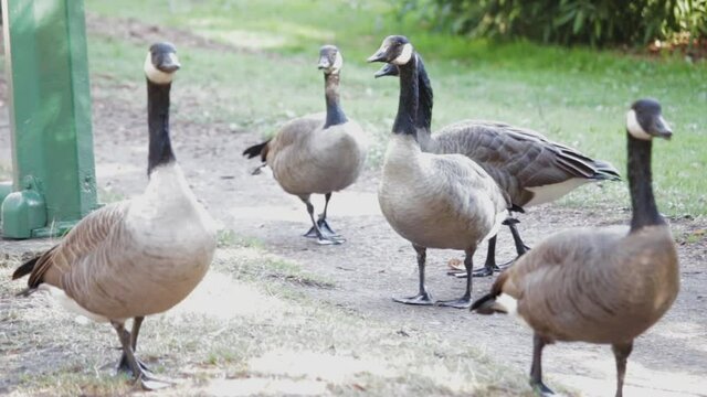 Canada goose flock at park