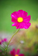 Obraz premium Eine rosa Kosmee vor grünem Hintergrund.