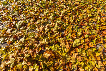 Am Boden liegendes Laub