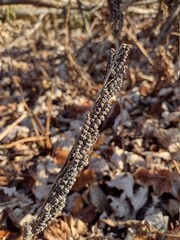 lizard on the ground
