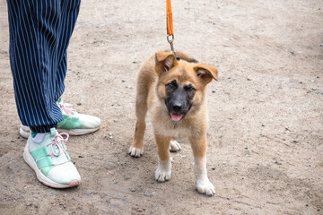 Little red-haired puppy walking on leash and human legs in striped pants and white sneakers