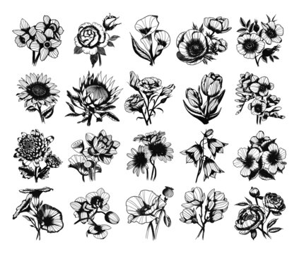 Collection of monochrome illustrations of flower buds in sketch style. Hand drawings in art ink style. Black and white graphics.