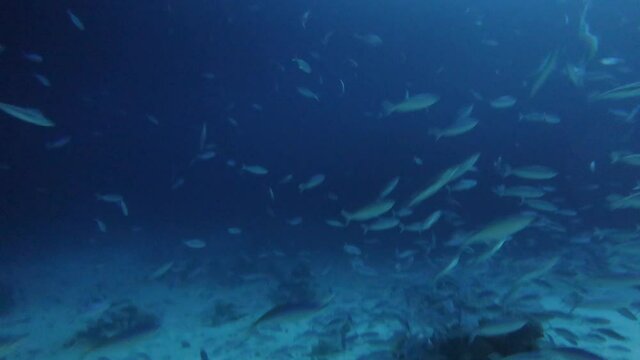 4k video footage of Giant Trevally (Caranx ignobilis) hunting for food at night in the Red Sea, Egypt