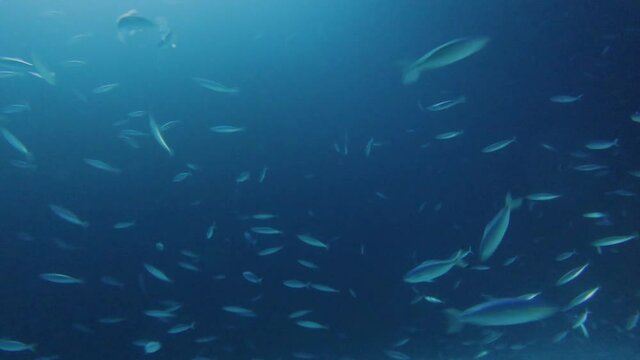 4k video footage of Giant Trevally (Caranx ignobilis) hunting for food at night in the Red Sea, Egypt