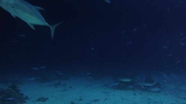 4k video footage of Giant Trevally (Caranx ignobilis) hunting for food at night in the Red Sea, Egypt