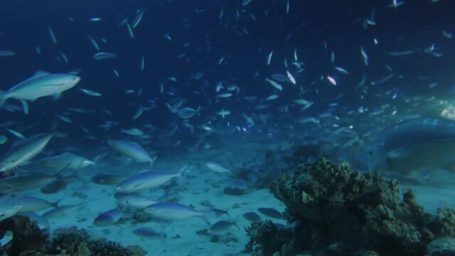 4k video footage of huge numbers of fusiliers feeding on a coral reef at night in the Red Sea