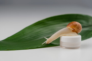 Close-up of a snail on a jar of cream on a white background. The use of shellfish in cosmetology.
