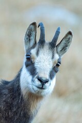 Portrait of a young chamois on the brown background. Rupicapra rupicapra, wildlife, Romania