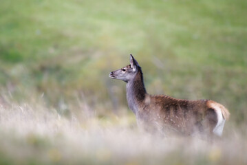 Red Deer Calf in field of grass and bracken/Red Deer Calf/Red Deer (Cervus elaphus)