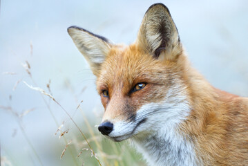 Red Fox - Vulpes vulpes, close-up portrait with bokeh