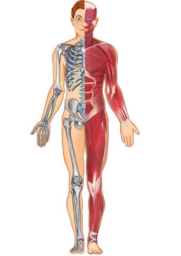 anatomy of human skeleton