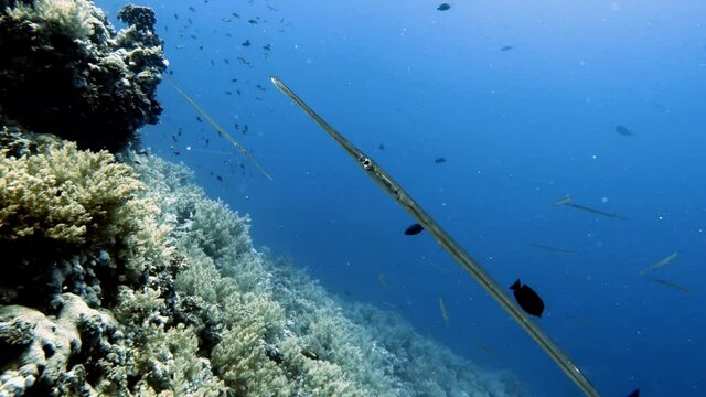 4k video footage of Bluespotted Cornetfish (Fistularia commersonii) in the Red Sea, Egypt