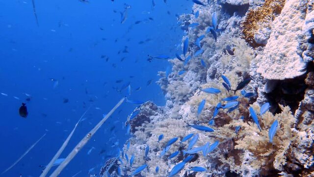 4k video footage of Bluespotted Cornetfish (Fistularia commersonii) in the Red Sea, Egypt