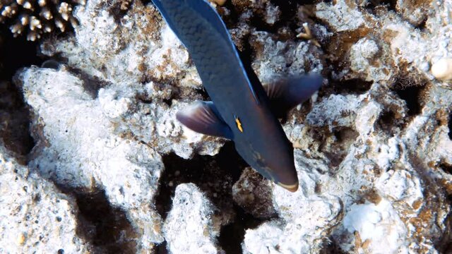 4k video footage of a Swarthy Parrotfish (Scarus niger) in the Red Sea, Egypt