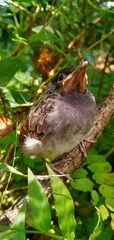 Bird on Tree