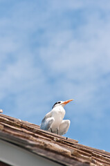front view, medium distance of a royal tern standing on the roof of a tropical shed on a pier in gulf of Mexico