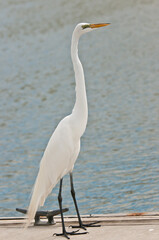 side view, medium distance of a common egret standing on a tropical dock , focused on next meal on sunny morning