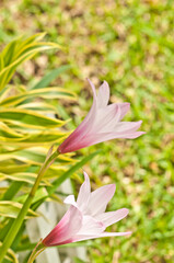 front view, close distance of two tropical, pink and white flowers, blooming in mid-day sunlight 