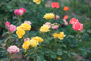 Blooming various colourful roses in the garden as a plant decoration. A symbol of femininity and love