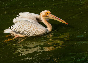 A pink pelican swimming in a lake