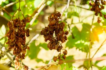 Fototapeten Decaying Grape and Vine Leaves. Poor harvest, drought © Алексей Филатов