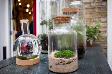 Fototapeta na wymiar Flower arrangements for sale in a flower shop. Moss on the sand in a glass jar.