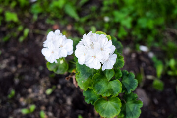 close up of white flower green grass