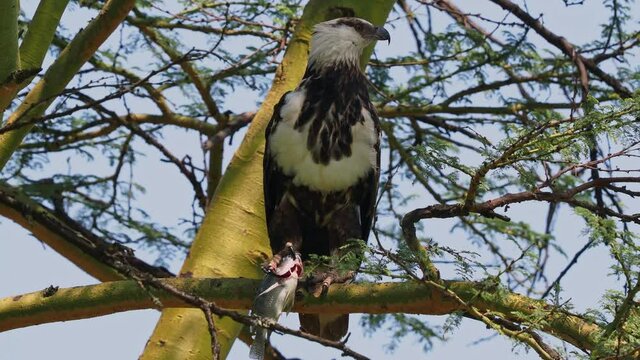 African Fish-eagle - Haliaeetus vocifer eating hunted fish, large species of white and brown eagle found throughout sub-Saharan Africa, national bird of Namibia, Zimbabwe, Zambia, and South Sudan. 